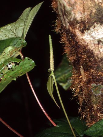 Pictured in French Guiana: Kaw Image Copyright © 2006 by David Scherberich