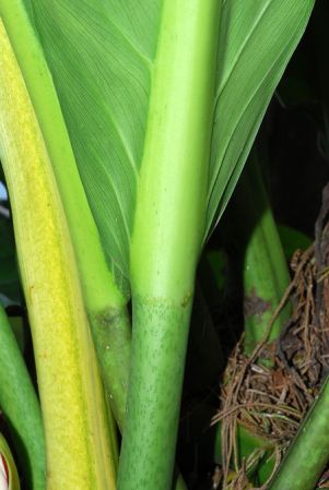 Pictured in Caqueta, Colombia Image Copyright © 2013 by David Scherberich