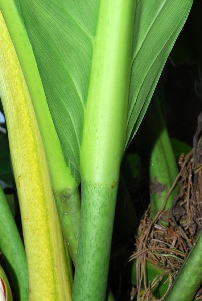 文件:Philoacutifolium 05.jpg