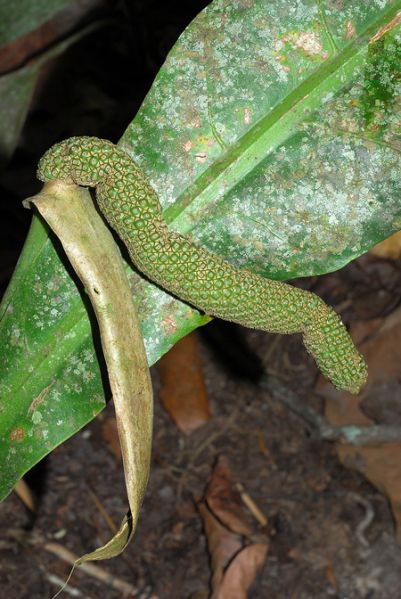 文件:Anthcaucavallense 08.jpg