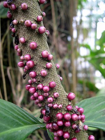 From Peru, pictured at the Jardin Botanique du Montet (Nancy, France) Image Copyright © 2005 by David Scherberich
