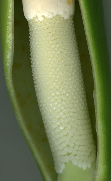 文件:Philoburle-marxii 10.jpg