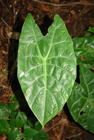 Pictured in Borneo: Sabah Image Copyright © 2011 by Lars Nauheimer