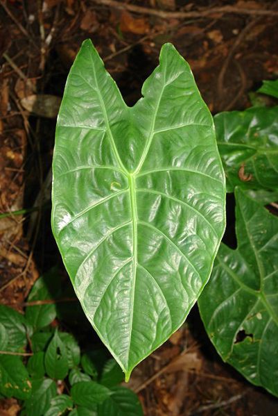 文件:AlockorthalsiiLN 01.jpg