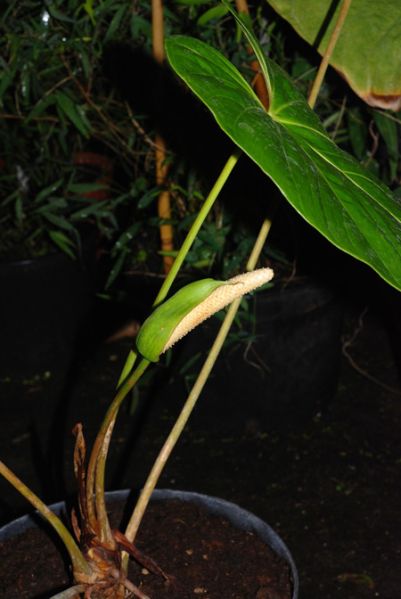 文件:AnthECU070771 01.jpg