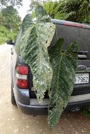 Pictured in Pichincha, Ecuador Image Copyright © 2017 by Bruce Dunstan