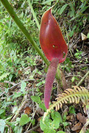 Pictured in Nutibara, Antioquia (Colombia) Image Copyright © 2019 by Bruce Dunstan
