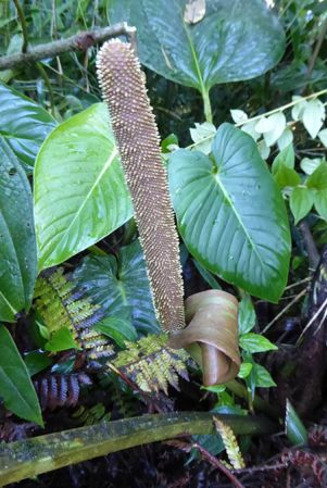 Pictured in La Planada Reserve, Narino, Colombia Image Copyright © 2018 by Bruce Dunstan