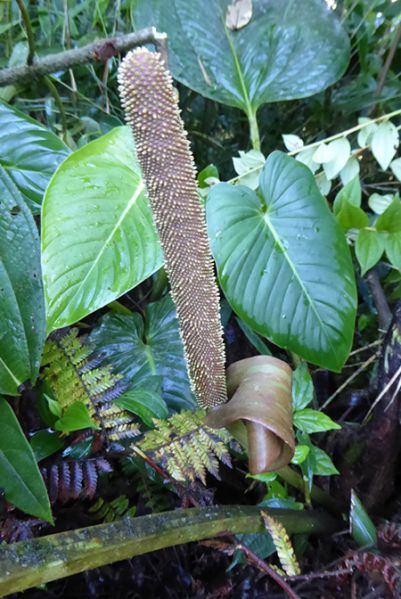 文件:AnthovatifoliumBD 05.jpg