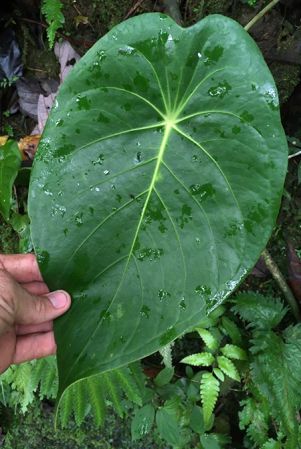Pictured in Huanuco, Peru Image Copyright © 2020 by Fred Muller