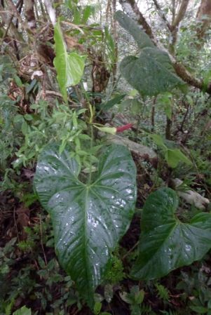 Pictured in Darien, Panama Image Copyright © 2015 by Bruce Dunstan