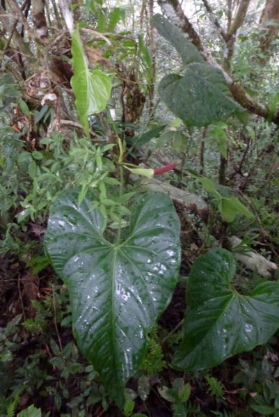 文件:AnthraveniiBD 01.jpg