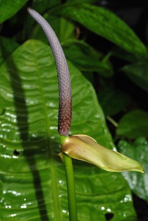 Pictured at the Jardin Botanique de Lyon (France) Image Copyright © 2015 by David Scherberich