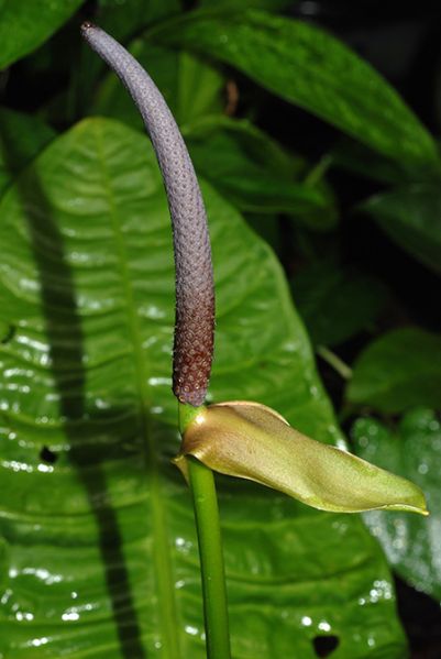 文件:Anthreflexinervium040430 02.jpg