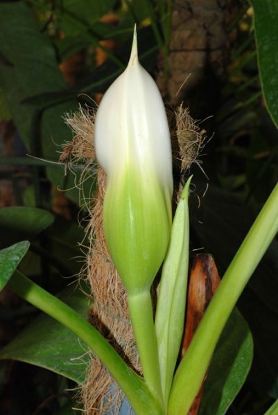 文件:Philohannoniaecroat 04.jpg