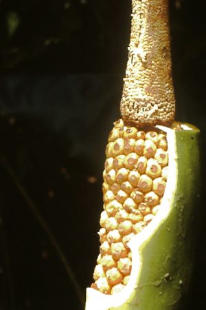 Pictured in Saint Elie, French Guiana Image Copyright © 2013 by Frieda Billiet
