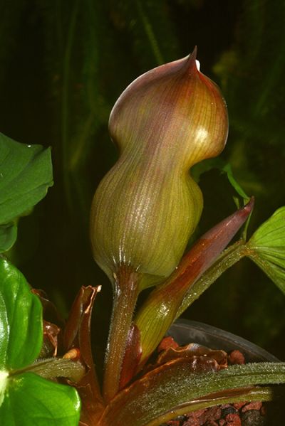 文件:Adelopallidinervium 05.jpg