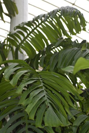 Pictured in Royal Botanic Gardens, Kew Image Copyright © 2016 by David Scherberich