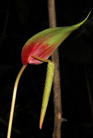 Croat 103882 pictured in Tolima, Colombia Image Copyright © 2013 by David Scherberich