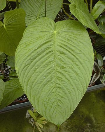 Image Copyright © 2003 by David Scherberich