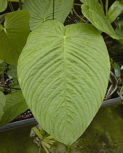 文件:Anthspecu 02.jpg