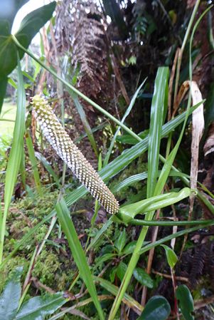 Pictured in La Planada Reserve, Narino, Colombia Image Copyright © 2018 by Bruce Dunstan