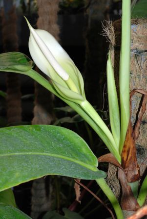 Croat 82294 from Esmeraldas, Ecuador Pictured at the Jardin Botanique de Lyon (France) Image Copyright © 2011 by David Scherberich