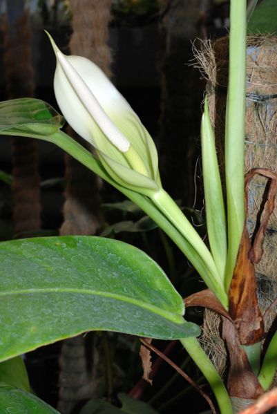 文件:Philohannoniaecroat 02.jpg
