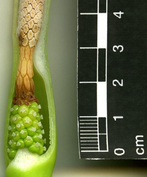 文件:Alocdanet 04.jpg