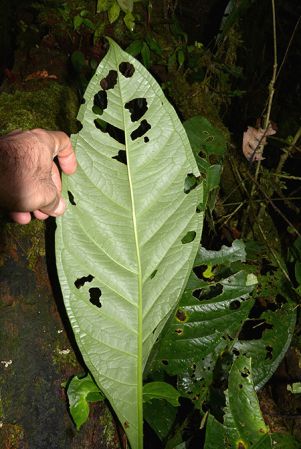 Croat 105917 pictured in Yasuni National Park (Orellana, Ecuador) Image Copyright © 2015 by David Scherberich