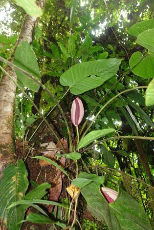 Pictured in Panama Image Copyright © 2011 by Lars Nauheimer