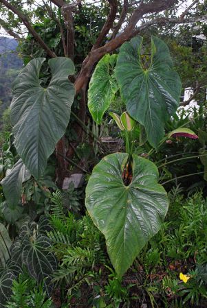 Pictured at the Jardín Botánico San Jorge (Ibagué, Colombia) Image Copyright © 2013 by David Scherberich