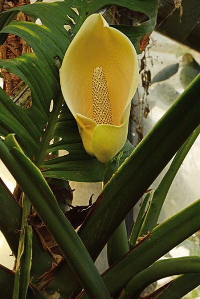 文件:Monsepipremnoides010366A 09.jpg