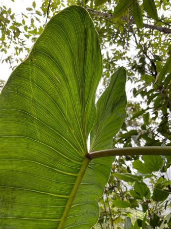 Pictured in Parque Nacional Braulio Carrillo, Costa Rica Image Copyright © 2021 by Fred Muller