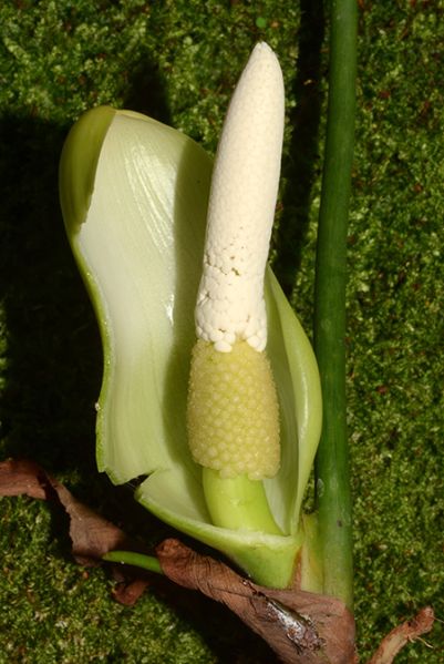 文件:Philobrevispathum 06.jpg