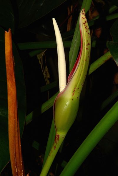 文件:Philodunstervilleorum 06.jpg