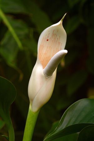 Croat 105592 from Napo, Ecuador, pictured at the Jardin Botanique de Lyon (France) Image Copyright © 2019 by David Scherberich