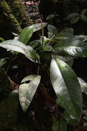 Croat 105528 pictured along Rio Piatua, Napo/Ecuador Image Copyright © 2015 by David Scherberich