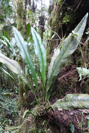 Pictured in La Planada Reserve, Narino, Colombia Image Copyright © 2018 by Bruce Dunstan
