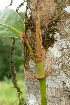 Pictured in Pichincha, Ecuador Image Copyright © 2017 by Bruce Dunstan