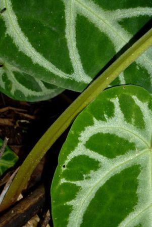 Pictured in Santander, Colombia Image Copyright © 2015 by Bruce Dunstan