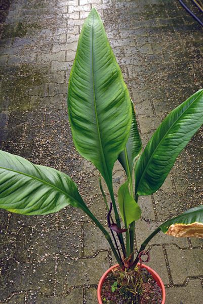 文件:AnthpalenquenseM 02.jpg