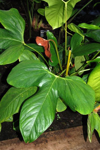 文件:Anthsignatum070054 05.jpg