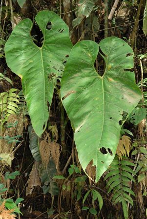 Croat 104199, pictured in Carchi, Ecuador Image Copyright © 2013 by David Scherberich