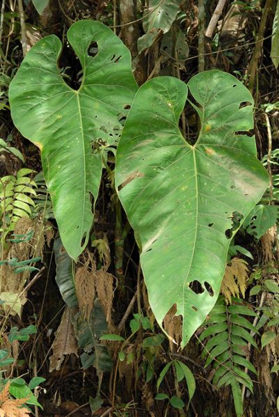 文件:AnthtriciafrankiaeCroat104199 03.jpg