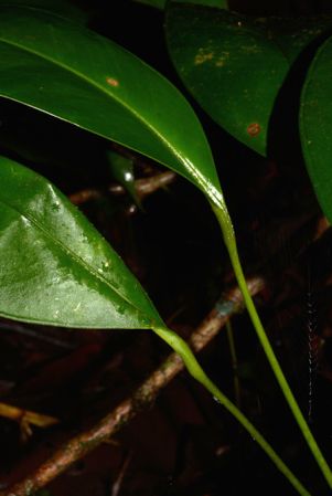 Croat 105528 pictured along Rio Piatua, Napo/Ecuador Image Copyright © 2015 by David Scherberich