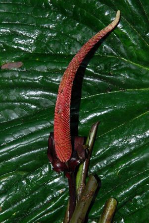 Croat 104、127/566, pictured in Carchi, Ecuador Image Copyright © 2013 by David Scherberich