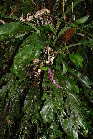 Croat 106084 pictured in Timburi Cocha Research Station (Orellana, Ecuador) Image Copyright © 2015 by David Scherberich