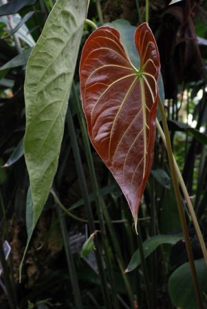 Pictured at the Jardin Botanique de Lyon (France) Image Copyright © 2007 by David Scherberich