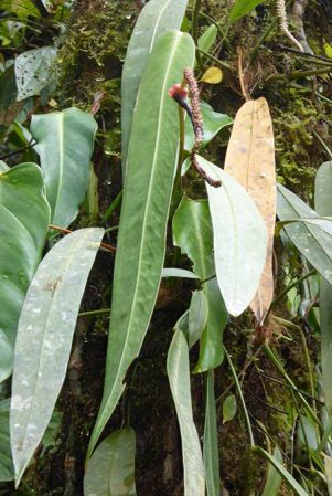 Pictured in Chiriqui, Panama Image Copyright © 2016 by Bruce Dunstan